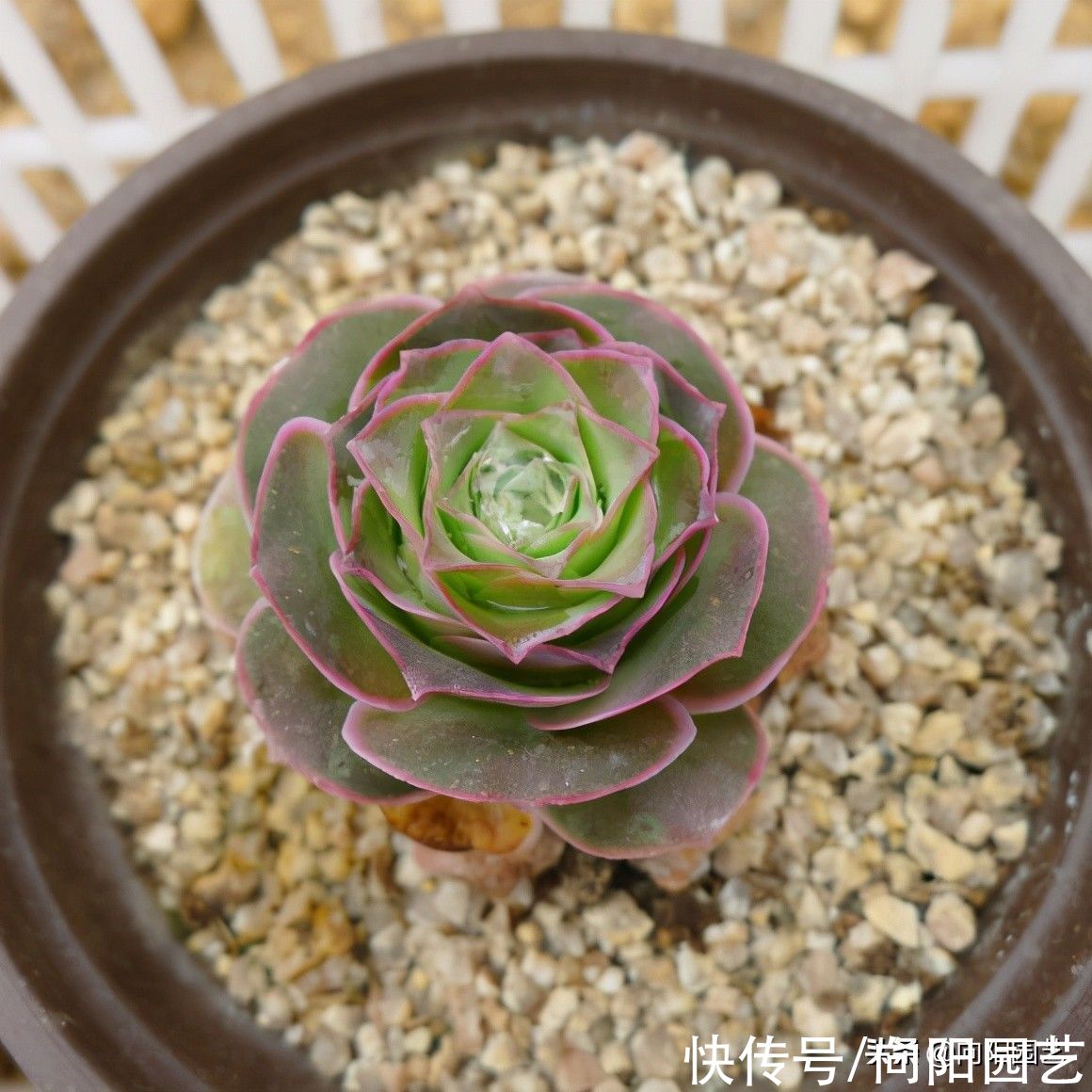 多肉“酒杯玫瑰”，高温必须断水，花土里有水，指定黑腐掉