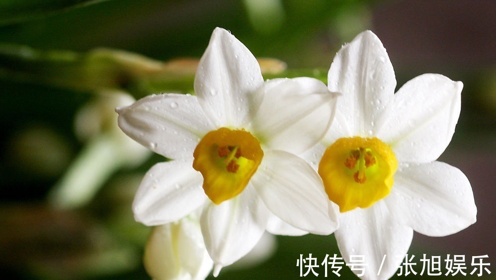 此花是传统名花,所代表的是思念和团圆,是寓意很好的花