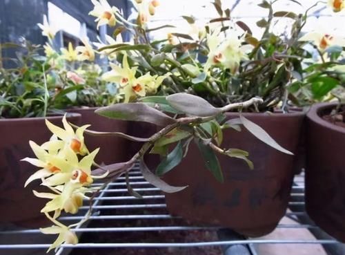 颗粒|它是公认的“养生花”，掌握技巧养好它，随手掐根枝，就能养身体