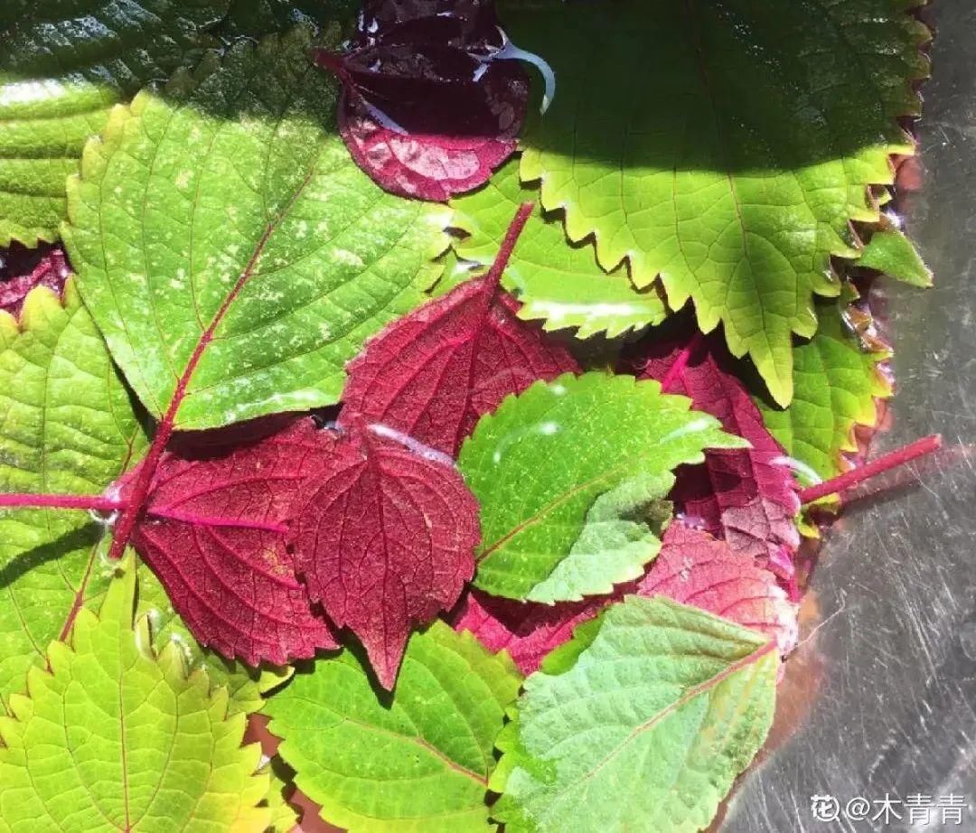 人养花,花也养人,家里养这10种花,越养越健康