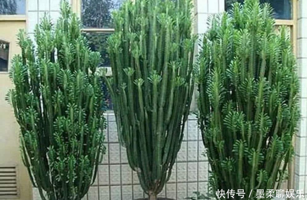 老人说3种”丑“但”镇宅“的盆栽,迎财又挡煞,福气不请自来