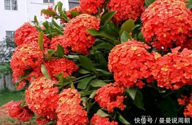 这种“漂亮”的花卉，适合养阳台，家里栽2盆，长得旺、花开多