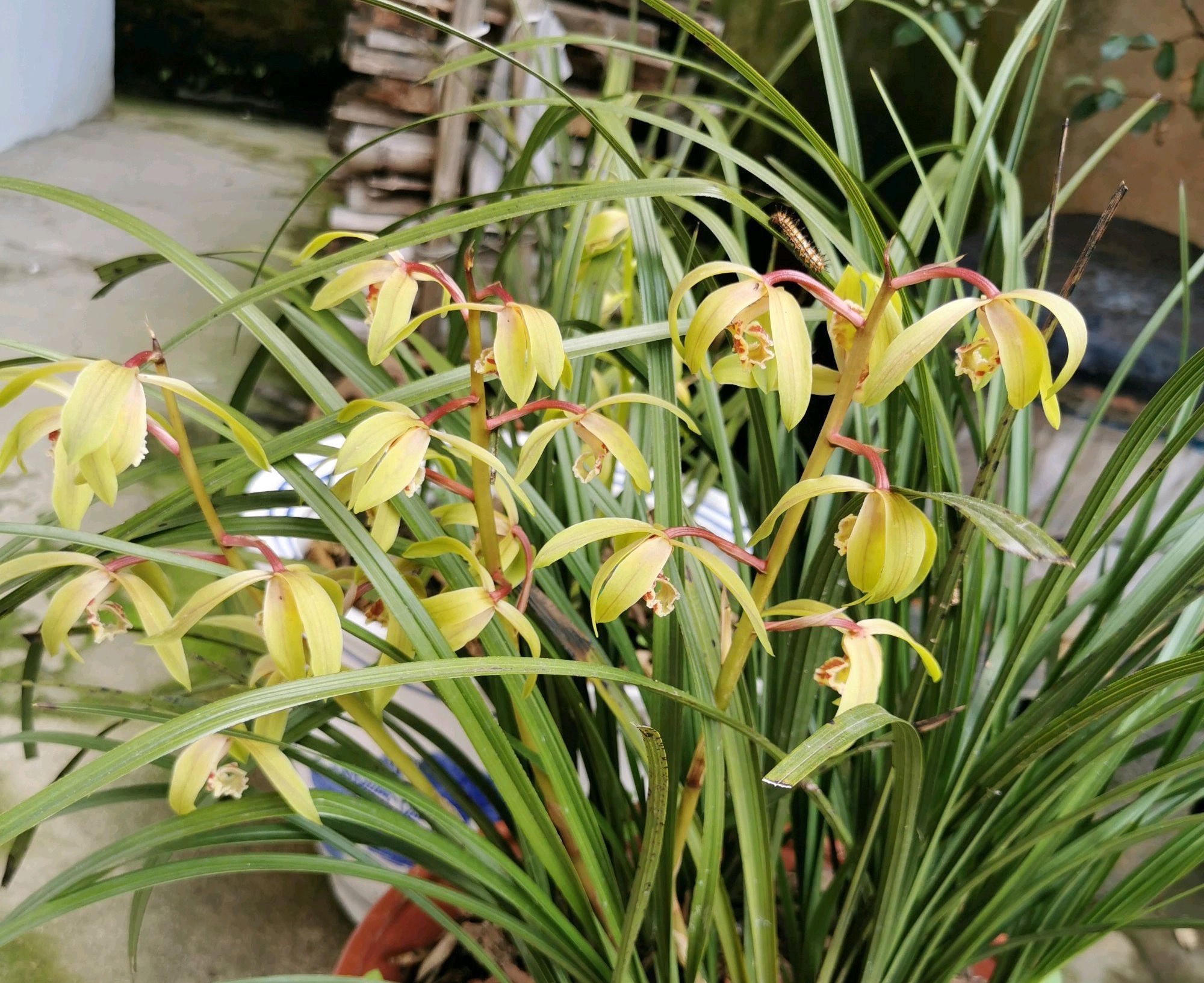 兰花在夏季腐苗烂根了怎么办按照4点做,兰花快速服盆长新芽