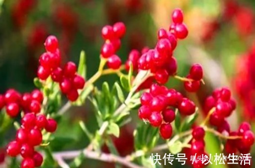 香蕉片|人到中年想长寿,不妨多吃4种食物,降低胆固醇、预防心血管疾病