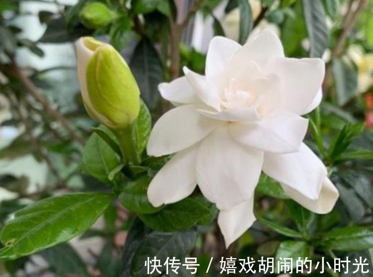 家里养上4种花,直接变成小花园,开花又大又艳,比牡丹美