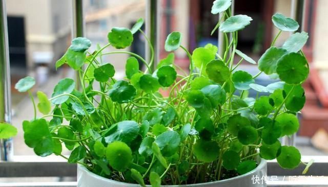 要领|老花农养铜钱草,记住3个“要领”,叶子大又绿,疯长到爆盆