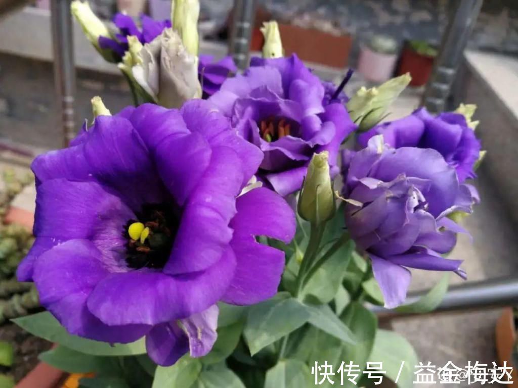 水仙花|6种花是一次性，开完可以扔了，别再浪费时间