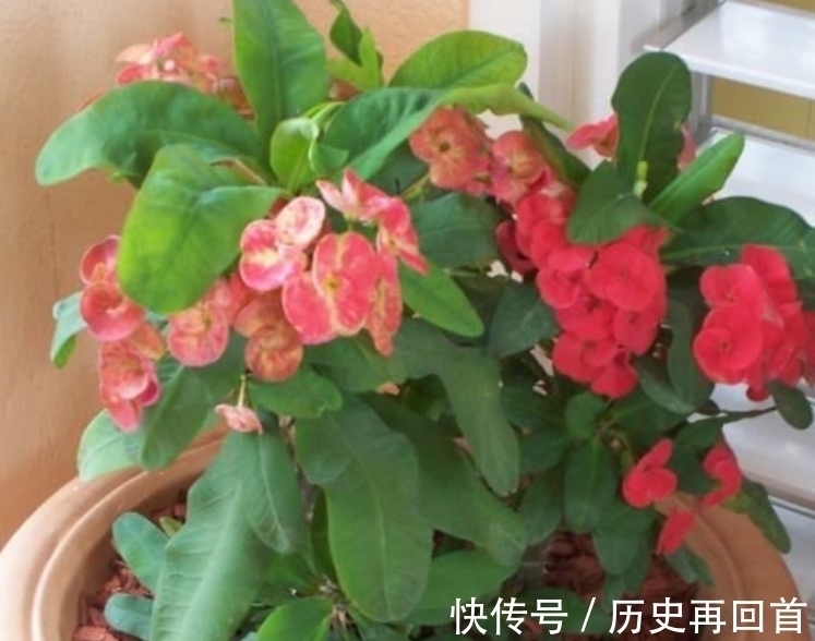 “4种花”别在家养 ,枝叶都有毒,尤其第3种,再漂亮也别养!