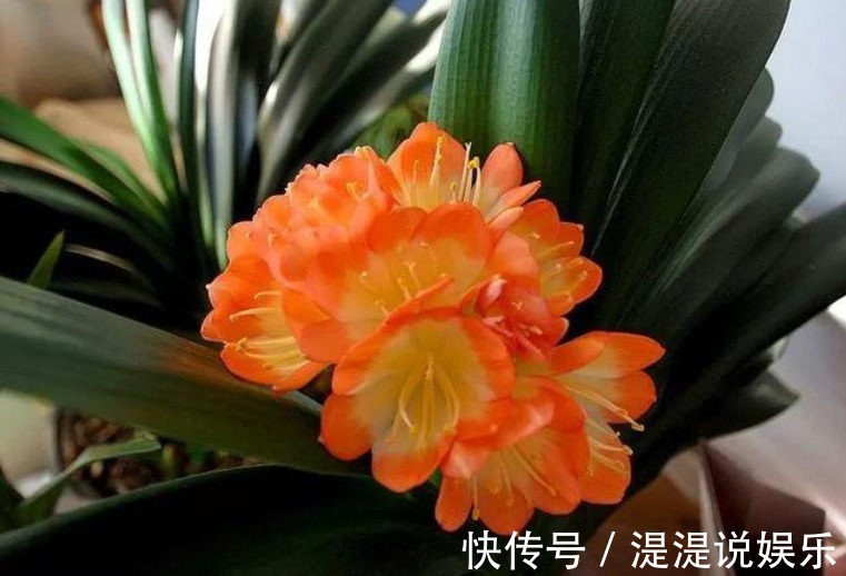 花友|3种花“爱吃醋”,立秋后1个月喂“1杯”,叶油绿,花呼呼开!