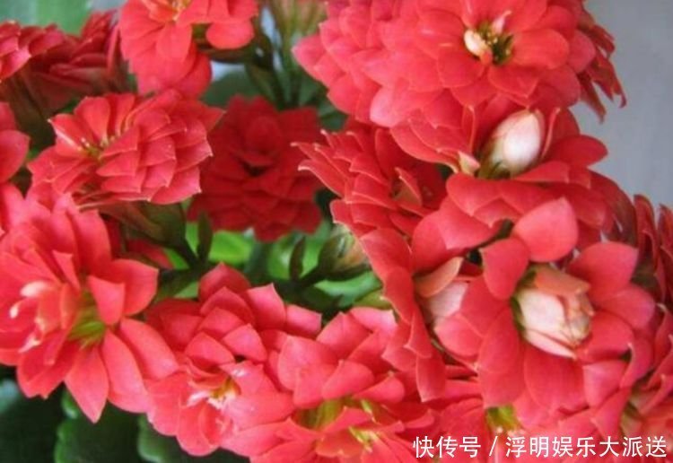 4种花自带财运,家里养一盆,开起花来“拦”不住,美不胜收