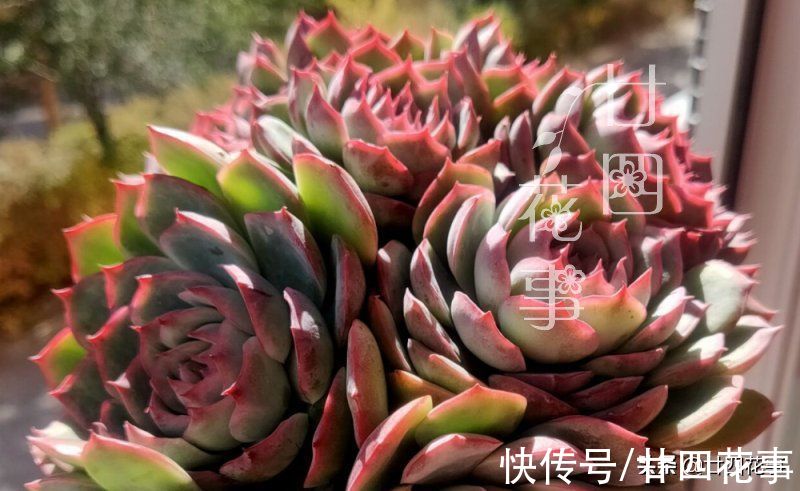 多肉植物到了冬天,到底应该怎样浇水?这7条说的已经比较全面了