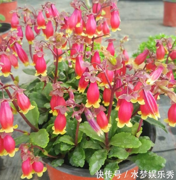 招财|3种“富贵花”,添福添贵添好运,家里养一盆,招财又纳福!