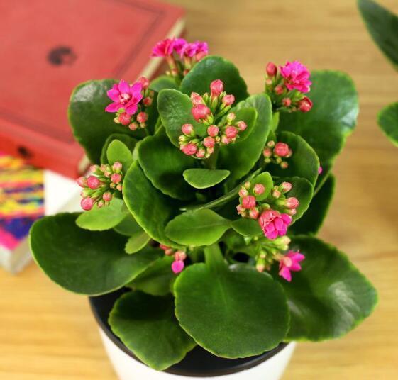 长寿花的“3个”养护窍门,叶子肥又大,开花爆盆