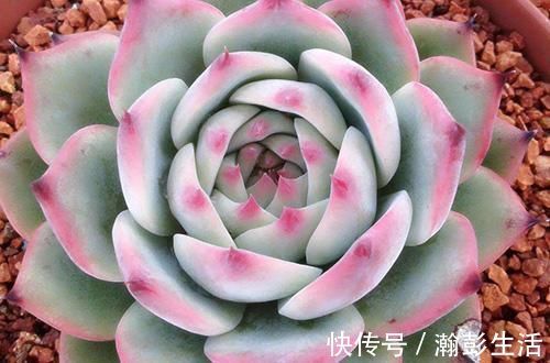 积水|这种多肉超耐旱,一个月不浇水,反而胖成肉墩子