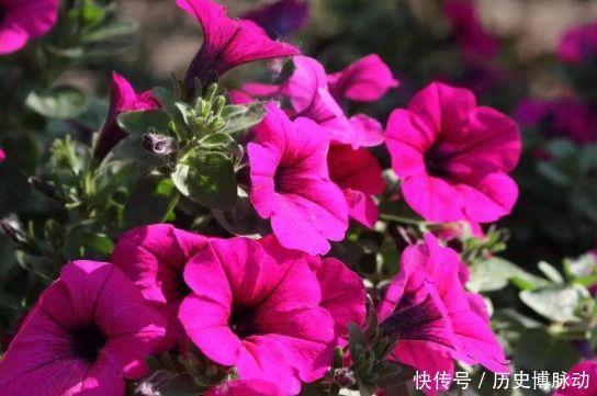 几款花卉好养易爆盆,花朵硕大迷人,还能散发阵阵清香