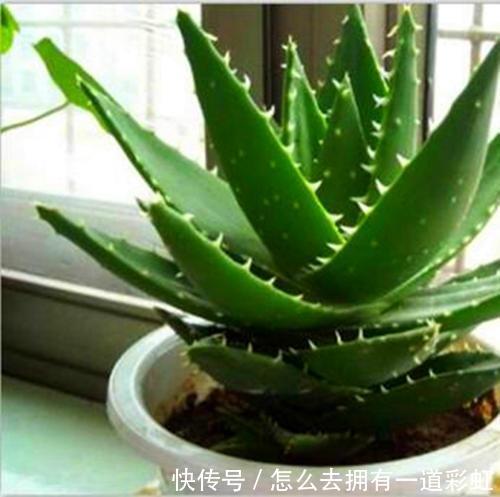 这2类花不能养，家里有尽快修剪或者搬走，对家人不好