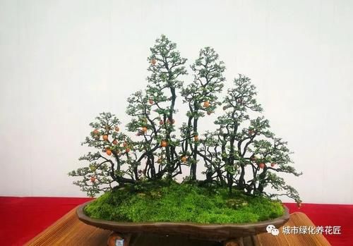 金弹子生桩长出来的新芽怎么留芽？别急，小心假活，成枝再选美