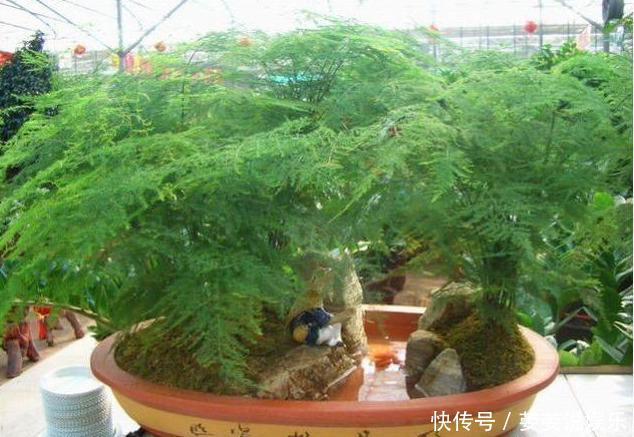 文竹盆土里插个“神器”,盆土状况一目了然,变成茂密“小森林”