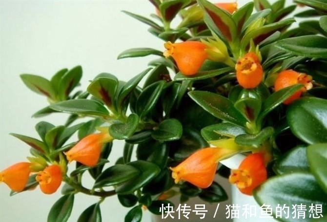 金鱼吊兰怎么养，这些方法最实在