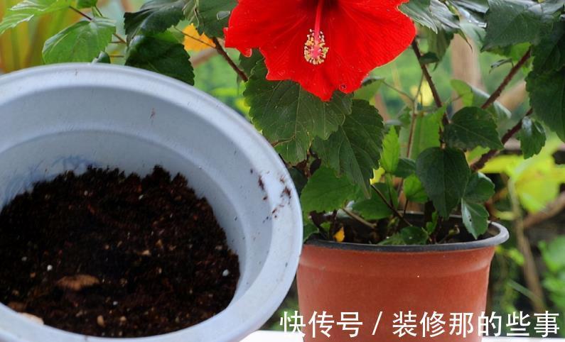 植物|发酵后的羊粪养花,干用和湿用效果不同,而很多人不懂