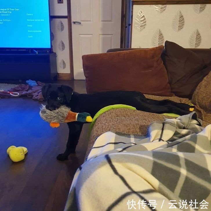 宠物|姿势比人类还专业?20个「宠物做瑜伽」的爆笑瞬间