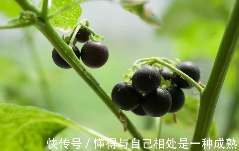 缓解|龙葵虽不起眼，浑身是宝，缓解近视，清热解毒，消肿利尿，治烧伤