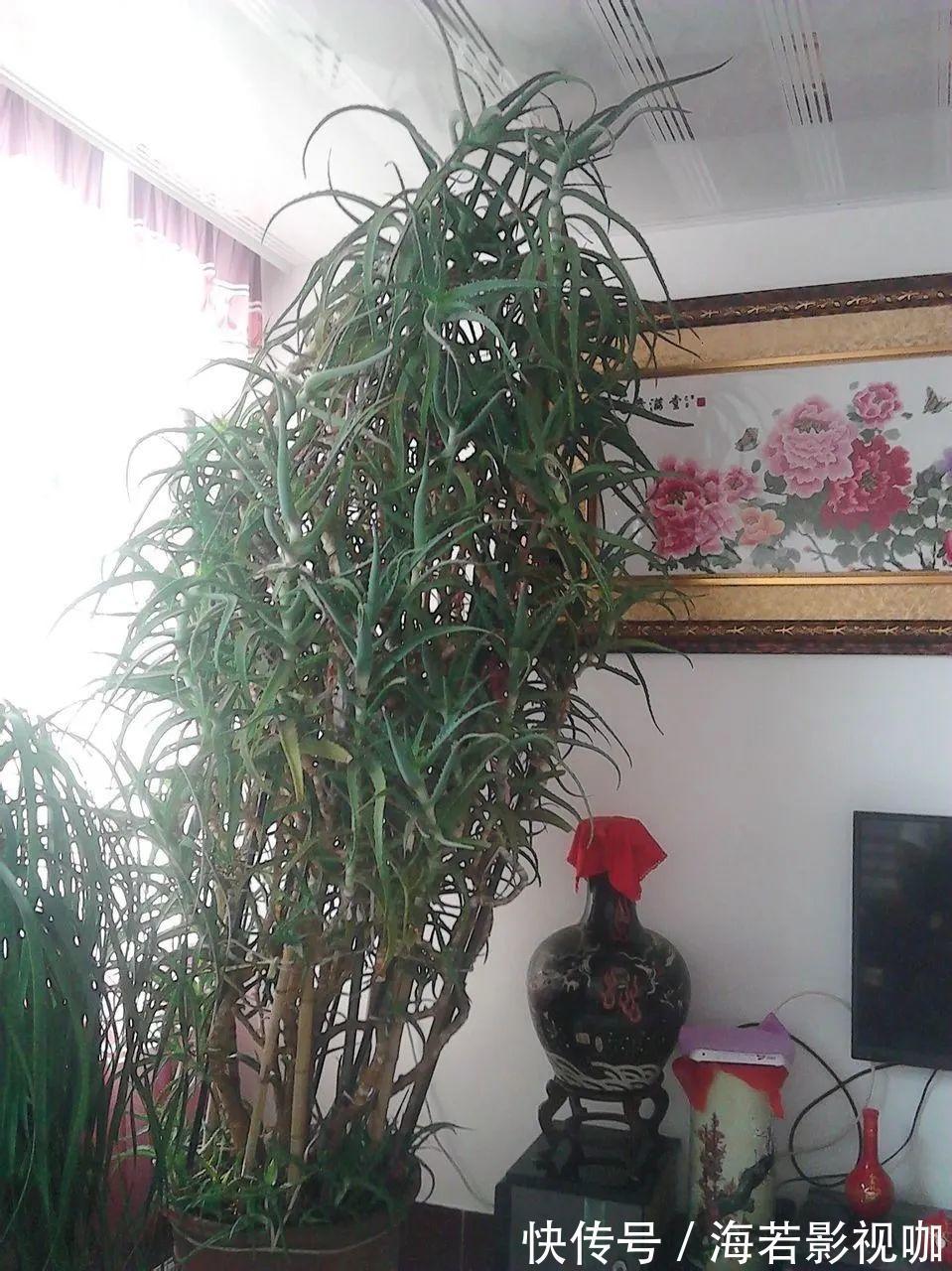 龟背竹|30年的芦荟,20年的龟背竹,硬生生把花养成了树!