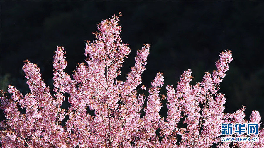 如春|醉美冬韵·抚仙湖畔樱花