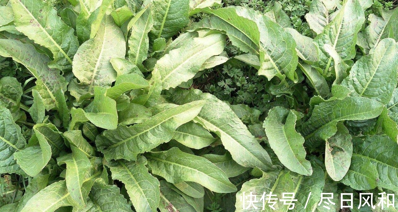 菠菜|一种长得像“菠菜”的野草，真名虽然土，但是药用价值很高