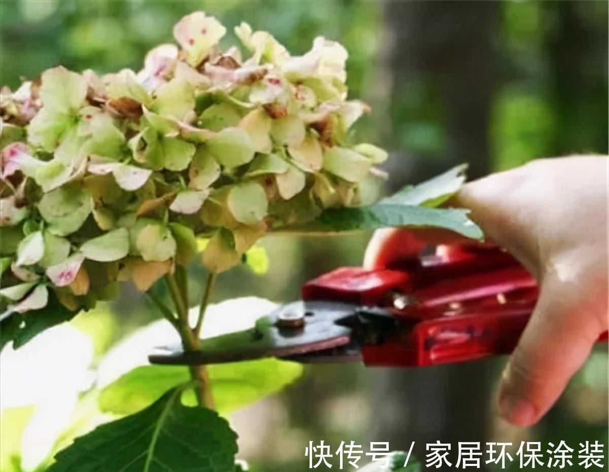 玛格丽特|6种“漂亮花”，秋天修剪“别偷懒”，剃个小平头，一个月开爆花