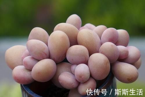 封闭阳台养什么多肉最合适，老花友诚心推荐这12款，省心又漂亮