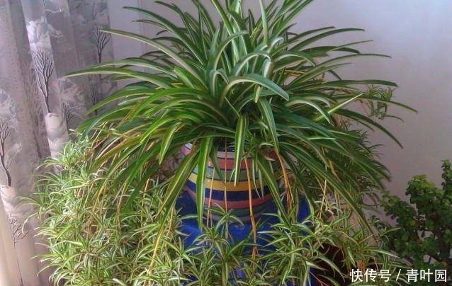 养花不要太勤快，这些花越懒的人养越爆盆！