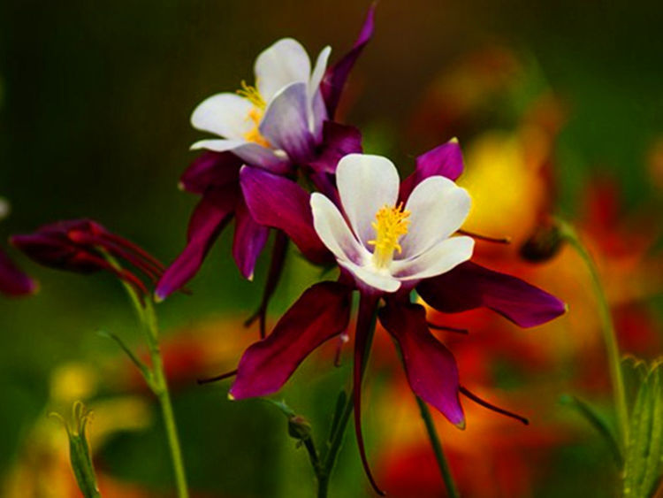 天竺葵|从6月29日起,家养此款花卉,仙气十足颜值高,颜色艳丽开满花盆