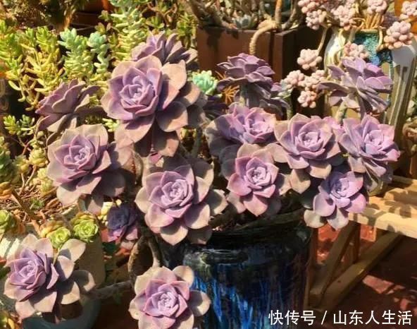祝你好运|李大姐养多肉10多年,总结6个好品种,新手也能养成“漂亮老桩”