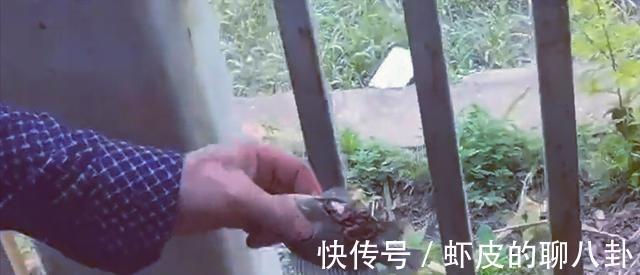 越南|在中国境内钓越南鱼，广西东兴俩男子玩出了新花样，神一样的存在