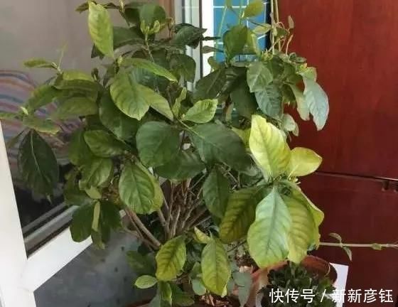 这16种花冬天越浇越死,3个月不管,反而长高个