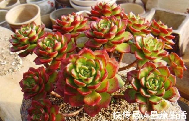 栽种|养多肉不能耽误生长，养状态也不能伤根，把根养好，自己就变漂亮