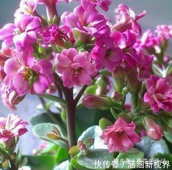 土壤|长寿花“浇水”方法,学会后根系不腐烂,生长状态好!