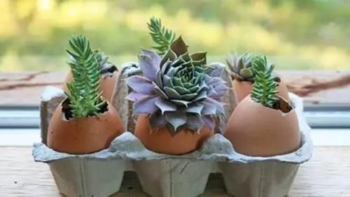 养花|除了花盆之外，这些东西也是绝佳的养花神器，你用过吗？