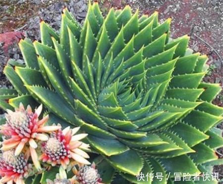 芦荟中|一盆芦荟1万多,一棵能长50年,越老越值钱,你见过芦荟女王吗