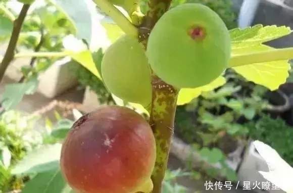 1根枝条插土里，10天生根，来年结果，一结一箩筐，吃不完！