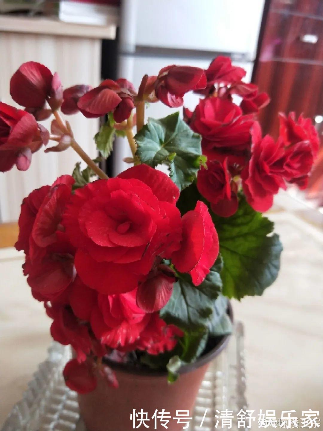 叶芽|君子兰千万别喷水,一喷水就烂叶,3天就要死翘翘!