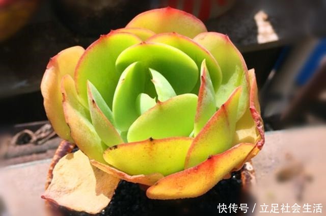 多肉碧桃养护不能按套路,注意这些才能养出果冻色,形状像鸡蛋!