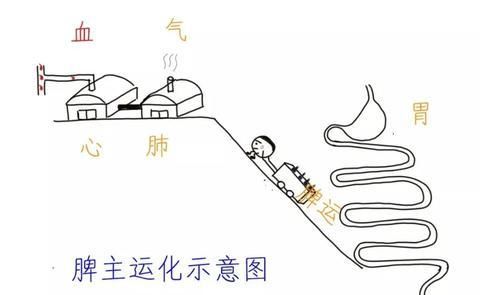 辩证|?一吃饭就胃胀?是因为“胃痞”!4类中成药辩证使用,对症治疗