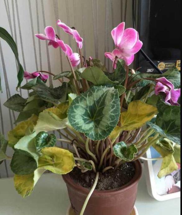 水仙花|新年新气象!10种年宵花,家里放一盆,福瑞迎门,喜庆又吉祥