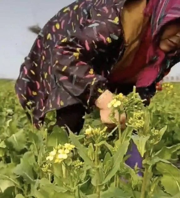 组团去看油菜花，却被村民吃的油菜苔吸引住了......