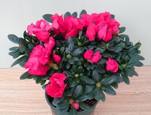  土壤|养杜鹃、茶花和栀子花先打好两个基础，枝叶不黄不掉，花开不断