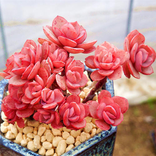 新手养花,不如养盆花中精品“秀妍”,花期超长,养护简单