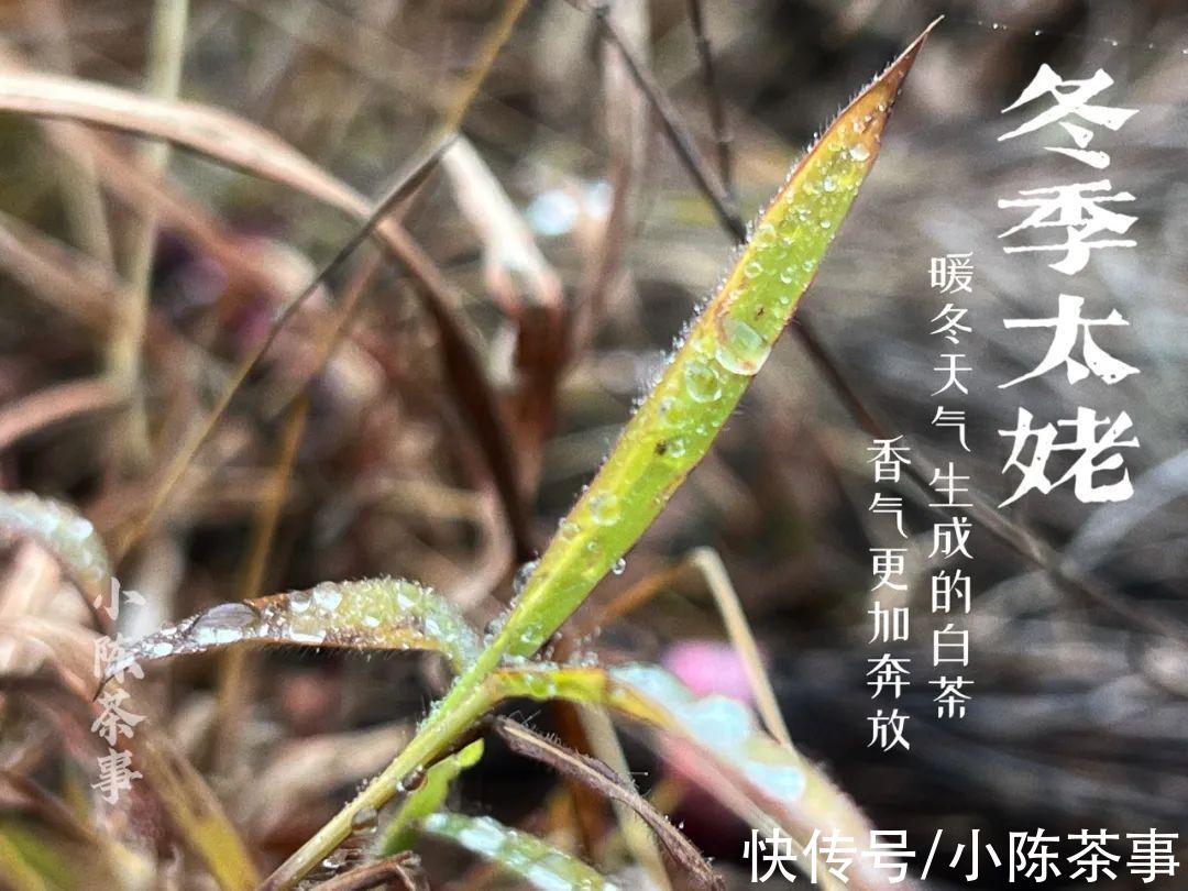 茶树|雨雪天气来袭，今年太姥山的白茶，武夷山的岩茶、红茶还好吗？