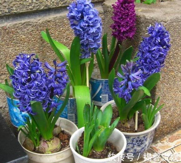 新人养花想得心应手,需注重3个小技巧,掌握到位养啥花都不难